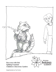 raccoon coloring page